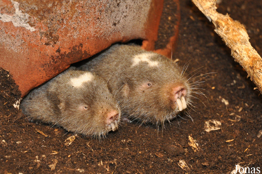 Fukomys anselli