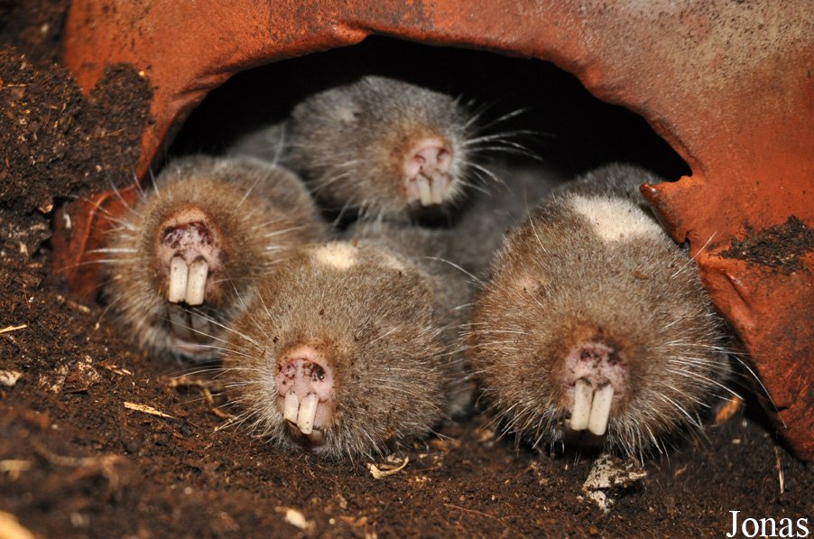 Fukomys anselli