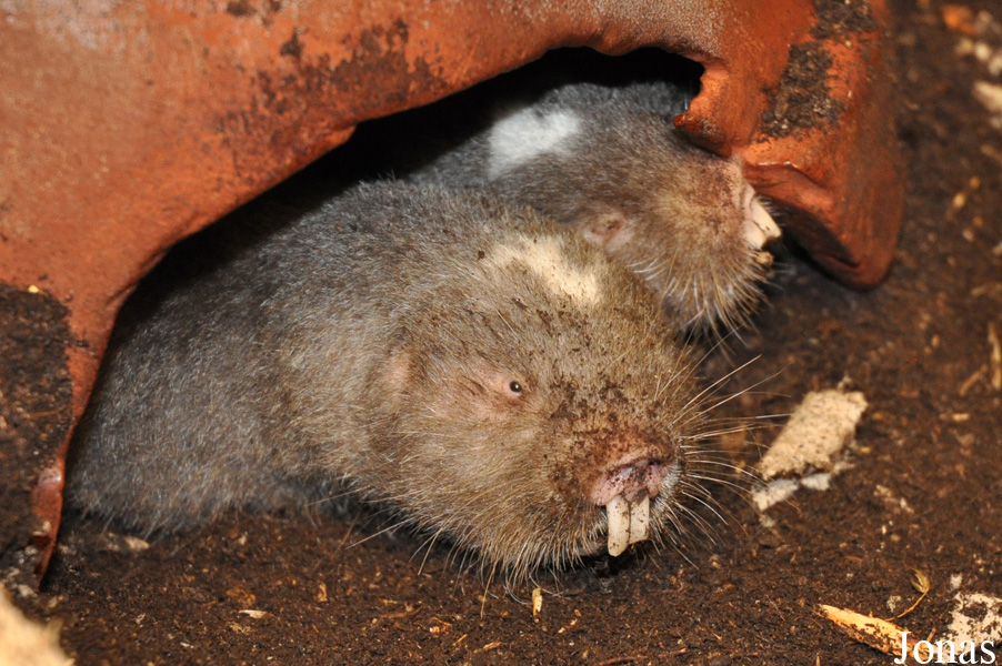 Fukomys anselli