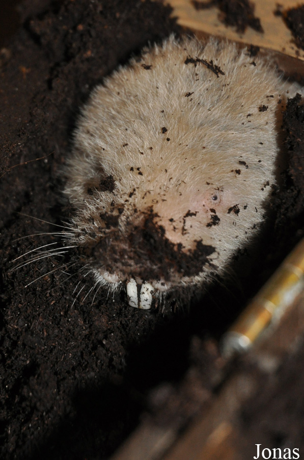Heliophobius argenteocinereus