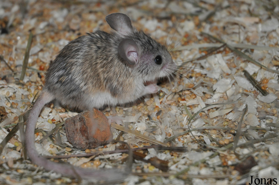 Calomyscus mystax