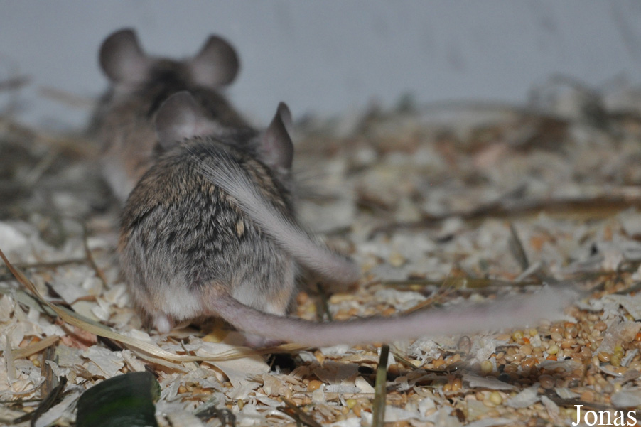 Calomyscus mystax