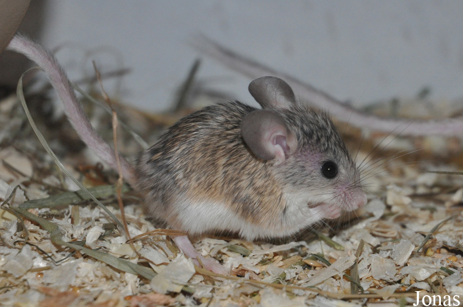 Calomyscus mystax