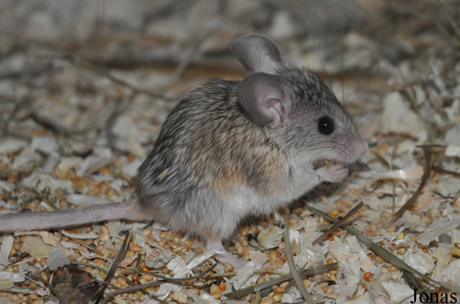 Calomyscus mystax