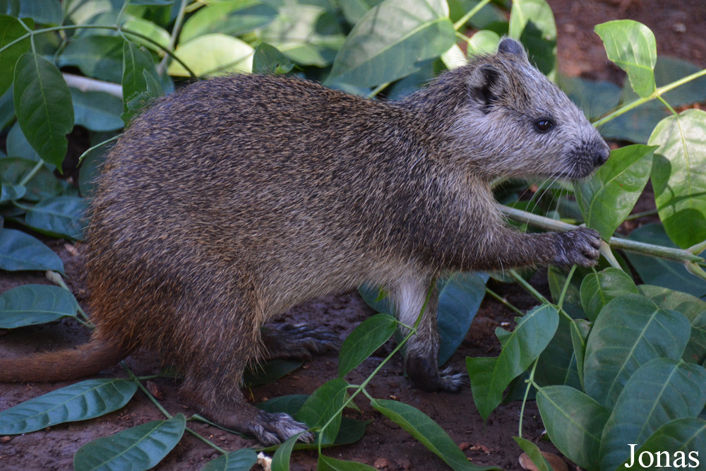 Capromys pilorides