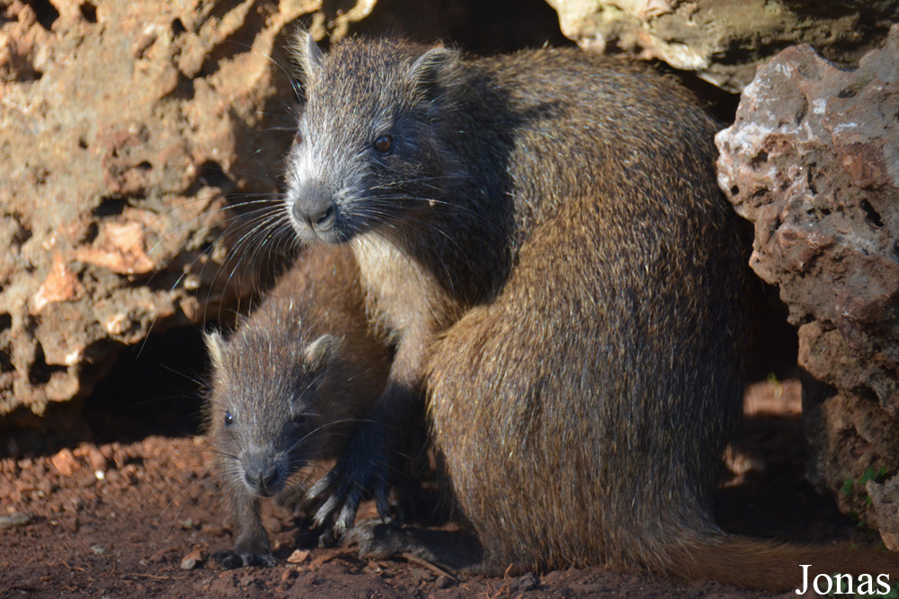 Capromys pilorides
