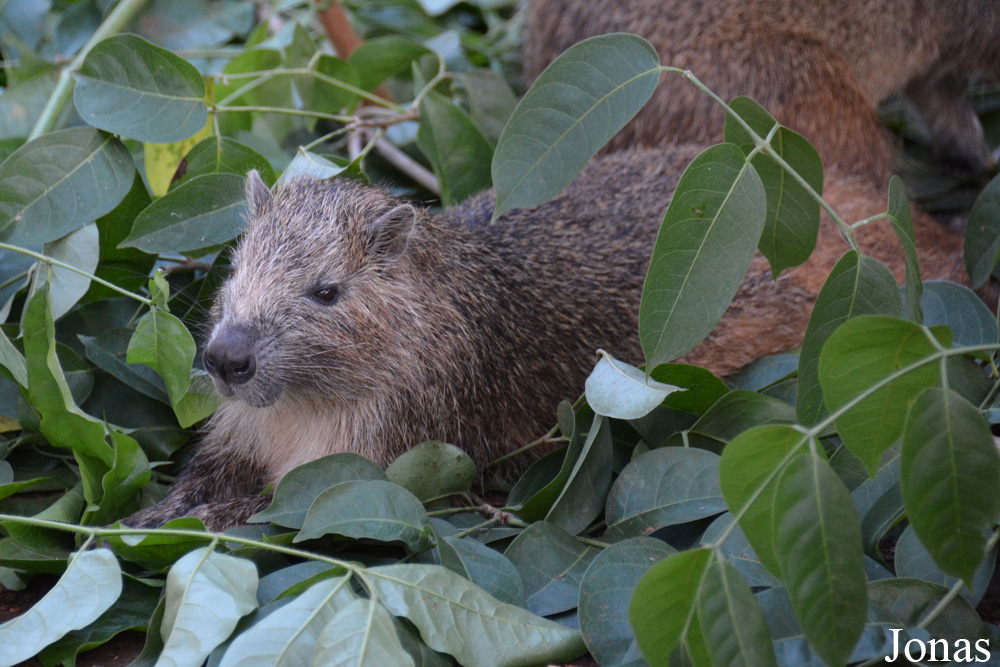 Capromys pilorides
