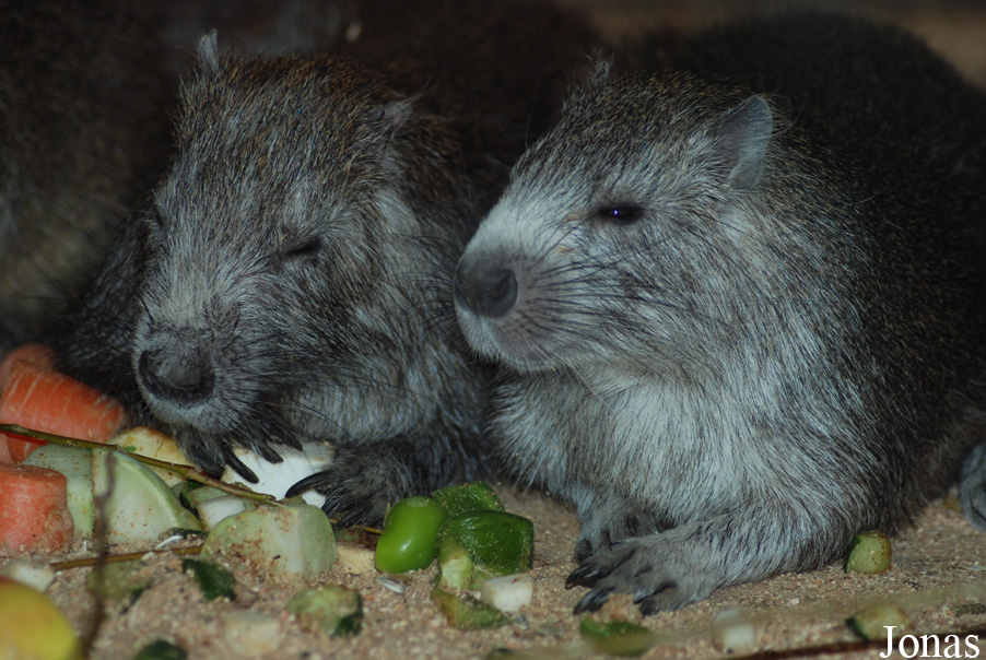 Capromys pilorides