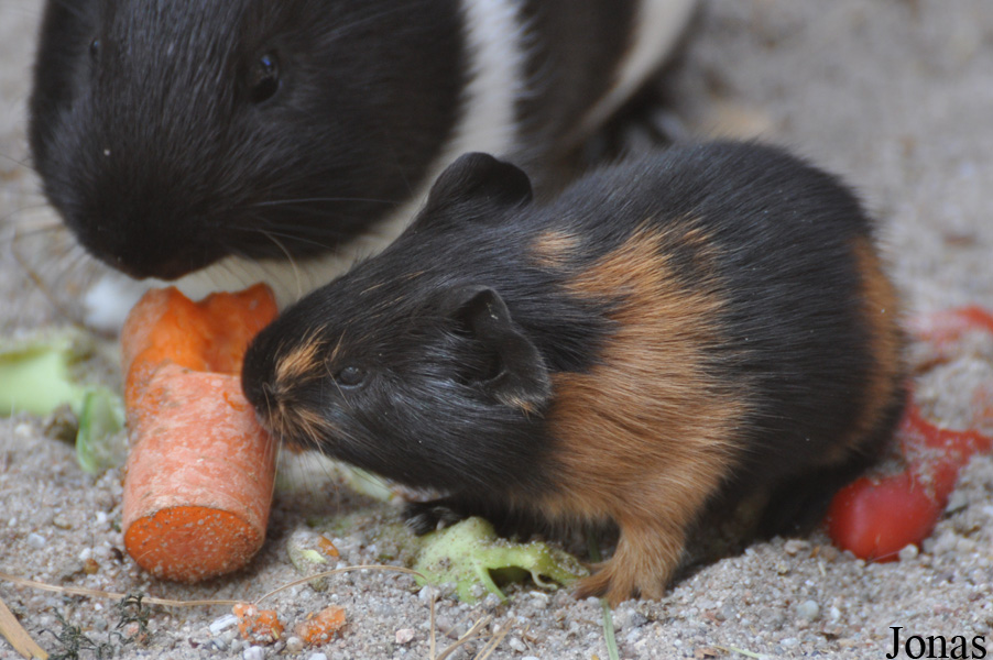 Cavia porcellus
