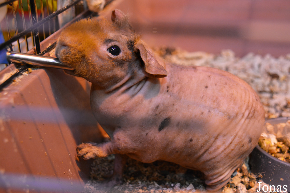 Cavia porcellus