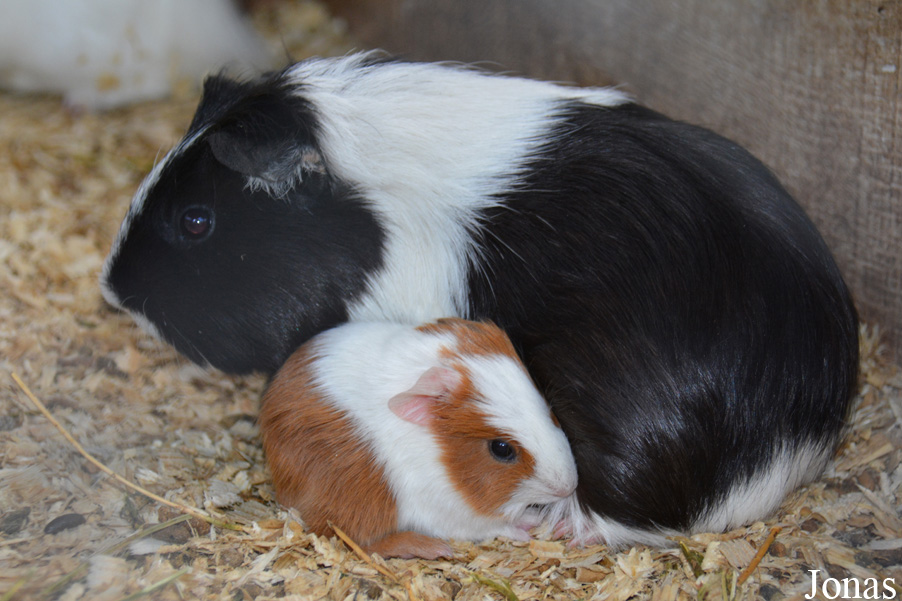Cavia porcellus
