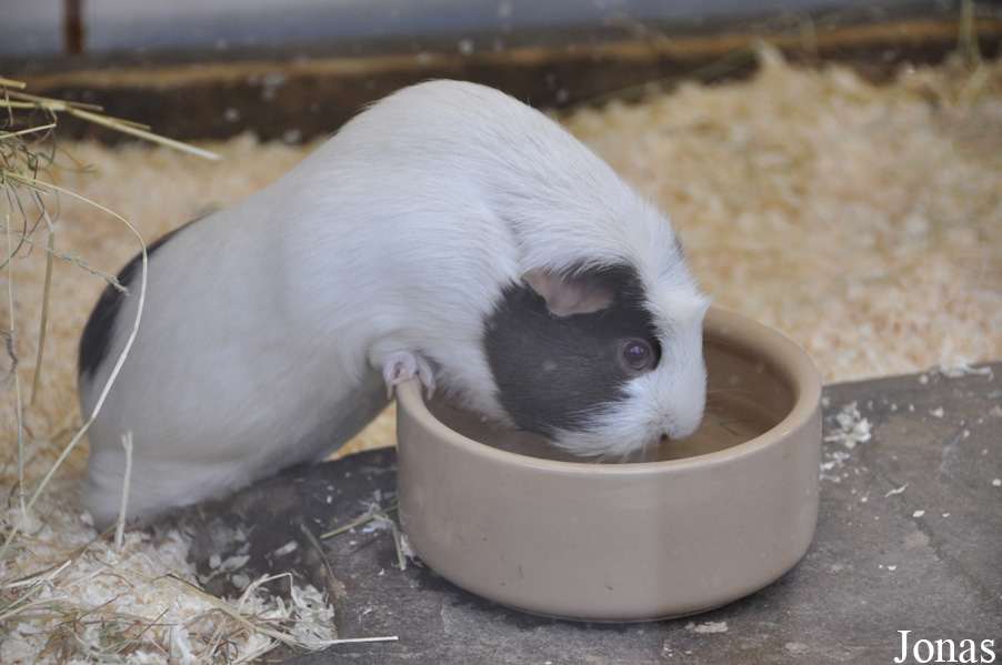Cavia porcellus
