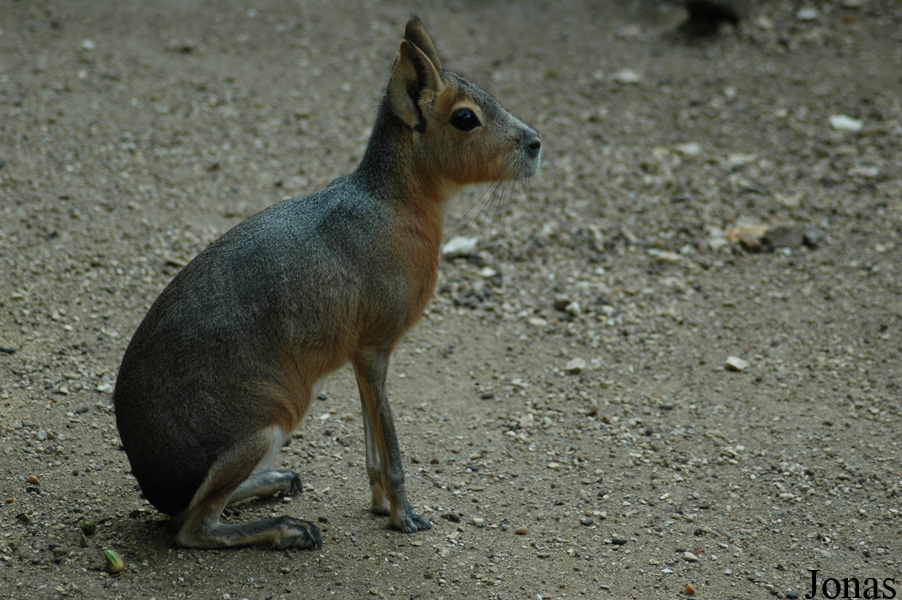 Dolichotis patagonum