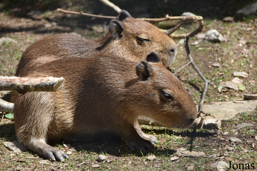 Hydrochoerus hydrochaeris