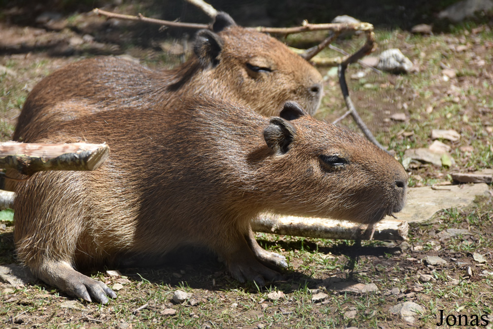 Hydrochoerus hydrochaeris
