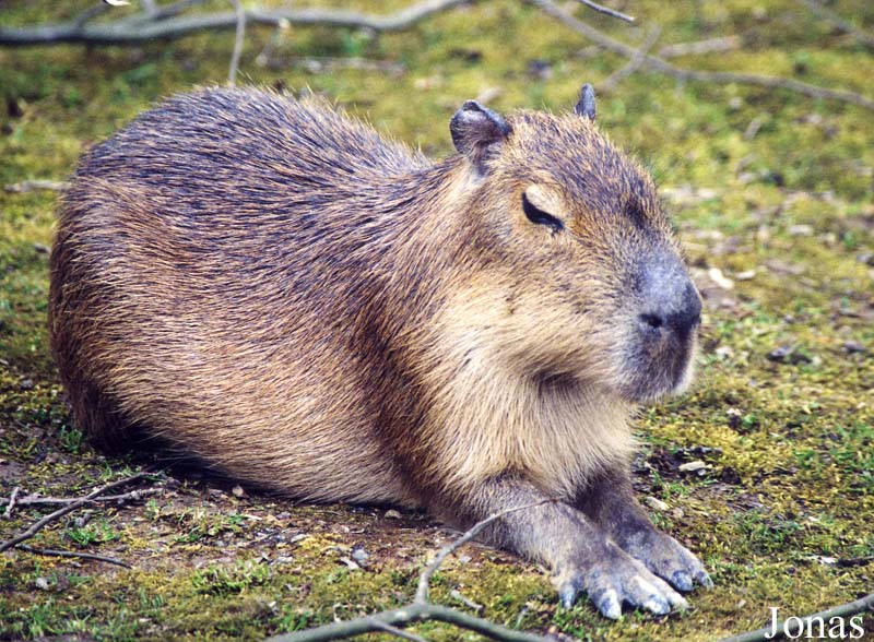 Hydrochoerus hydrochaeris
