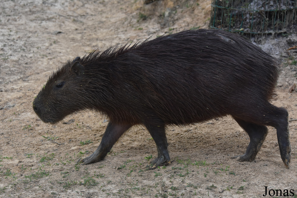 Hydrochoerus hydrochaeris