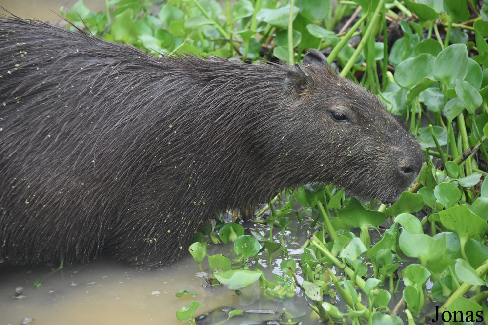 Hydrochoerus hydrochaeris