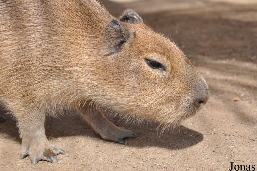 Hydrochoerus hydrochaeris