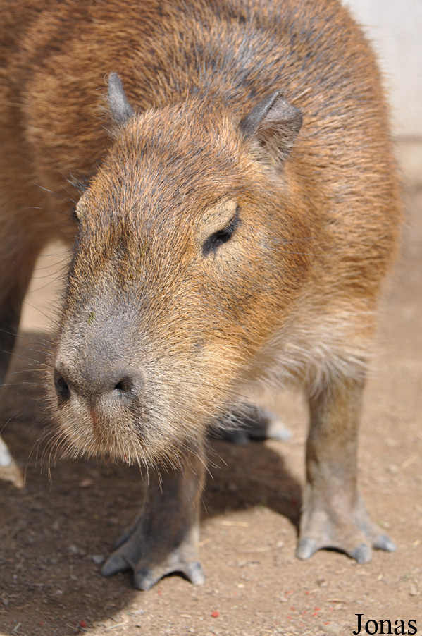 Hydrochoerus hydrochaeris