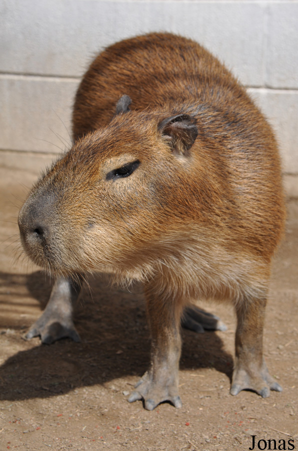 Hydrochoerus hydrochaeris