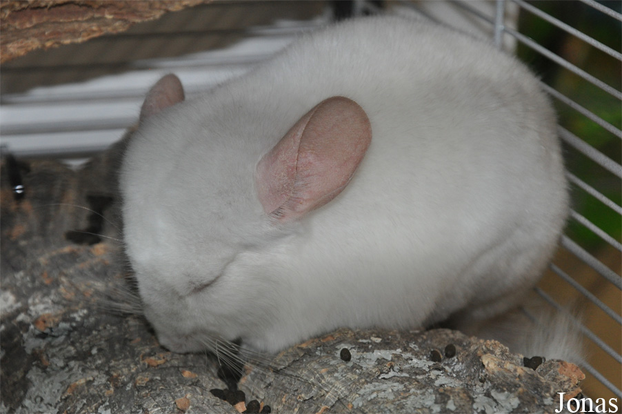 Chinchilla lanigera
