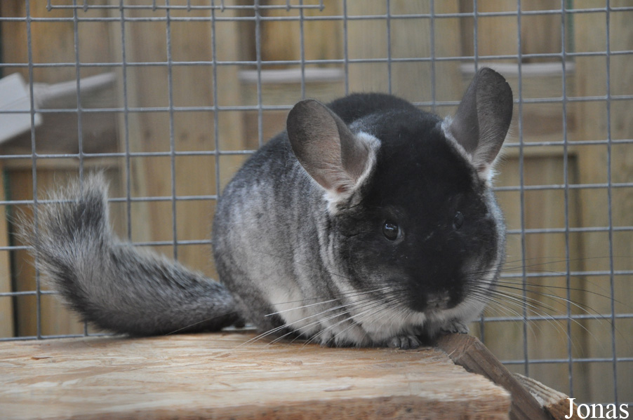 Chinchilla lanigera