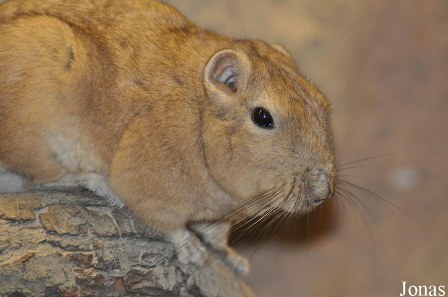 Ctenodactylus gundi