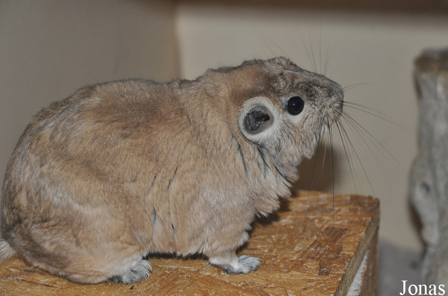 Ctenodactylus gundi