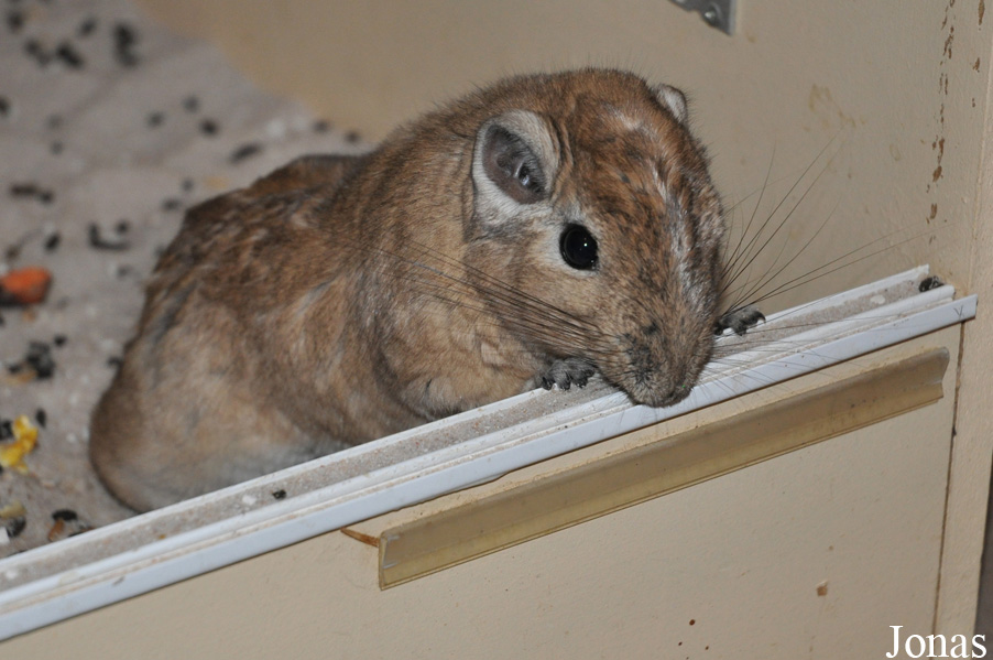 Ctenodactylus gundi