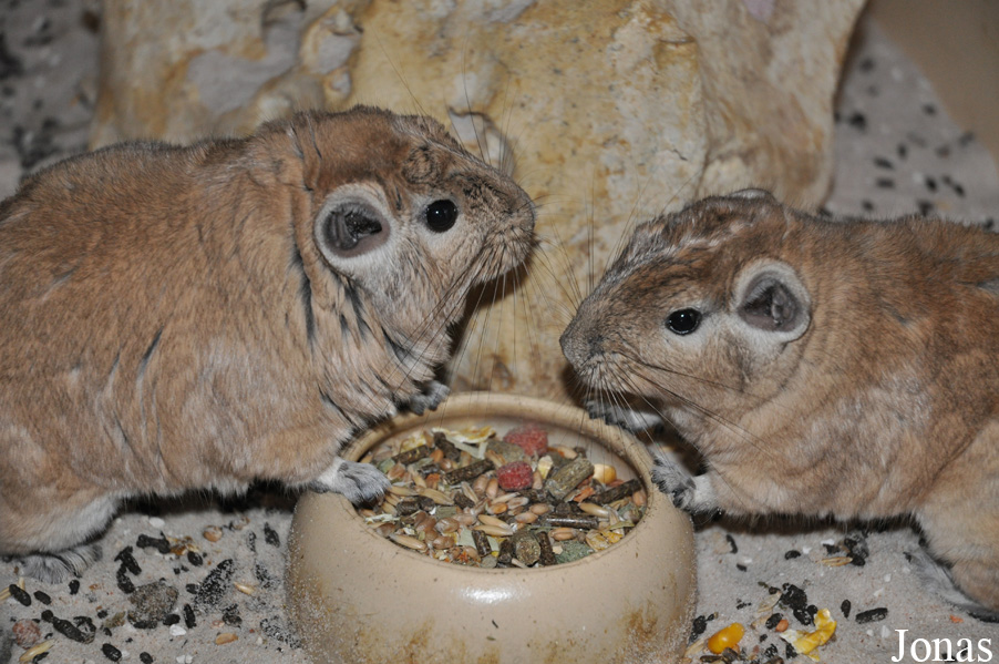 Ctenodactylus gundi