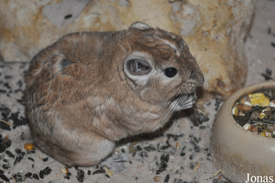 Ctenodactylus gundi