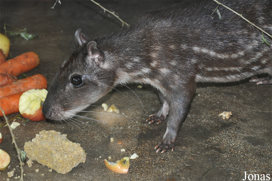 Cuniculus paca