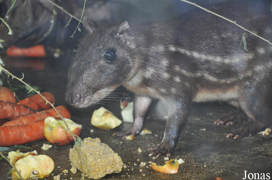 Cuniculus paca