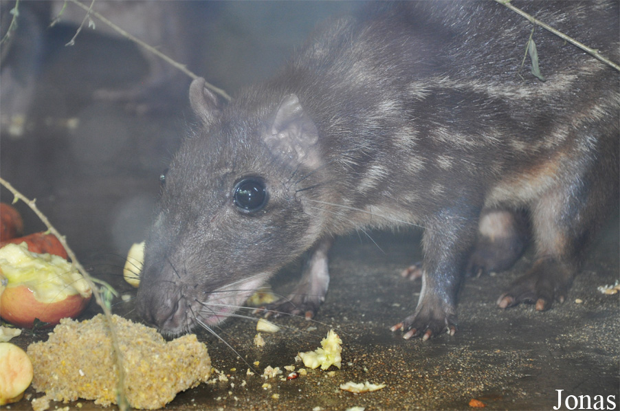Cuniculus paca