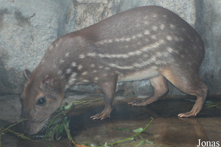 Cuniculus paca