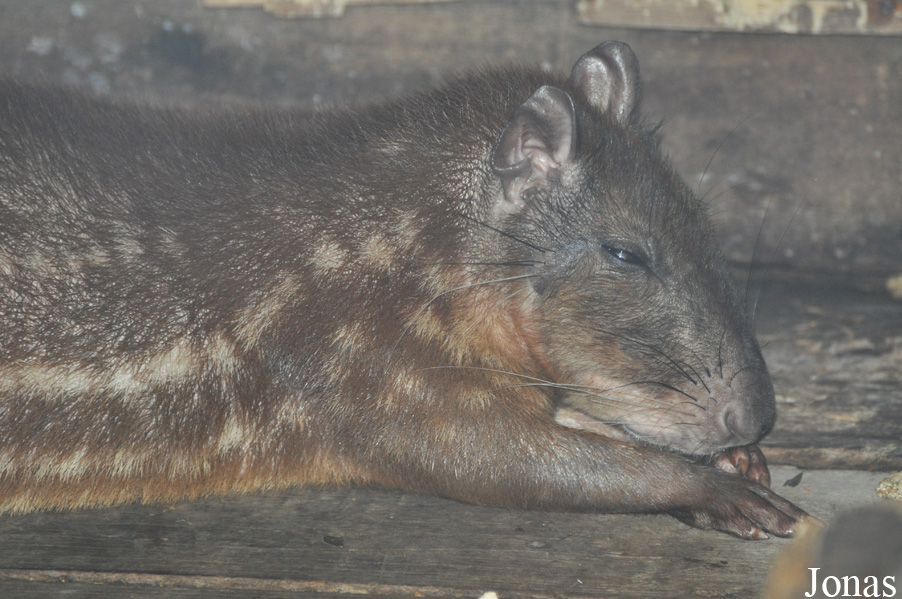 Cuniculus paca