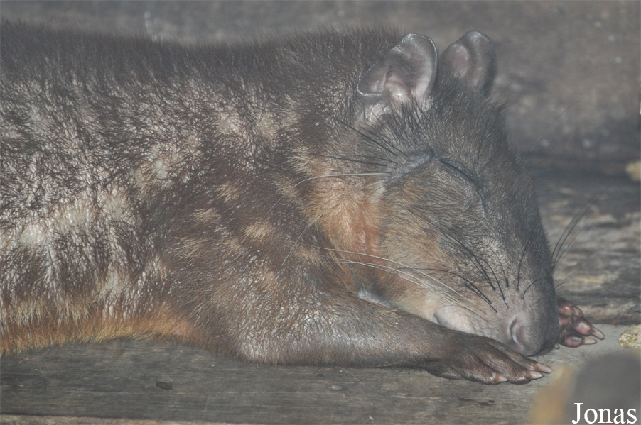Cuniculus paca