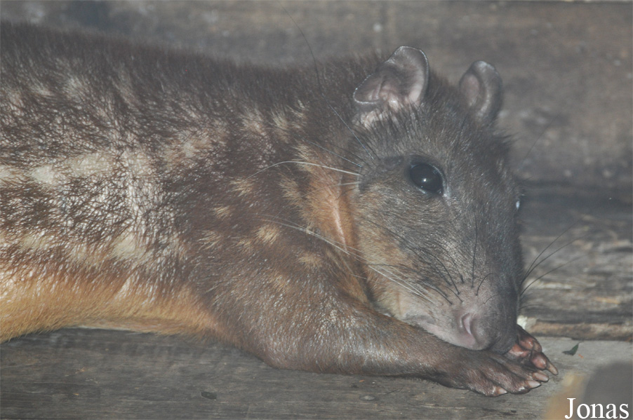 Cuniculus paca