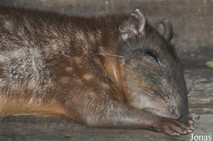 Cuniculus paca