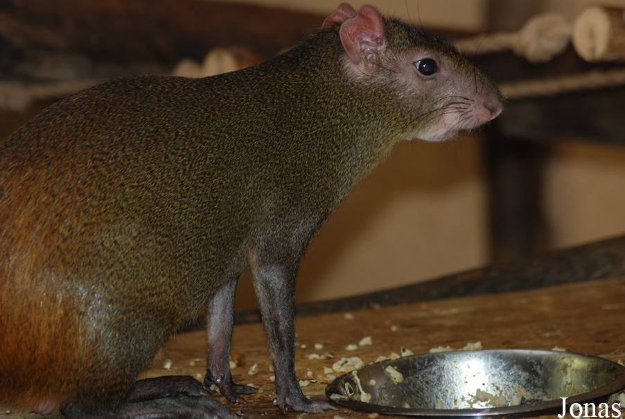 Dasyprocta leporina