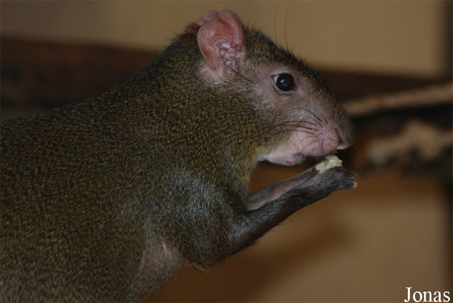 Dasyprocta leporina