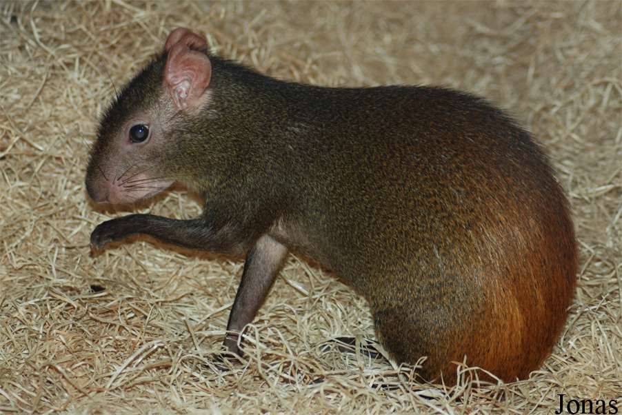 Dasyprocta leporina