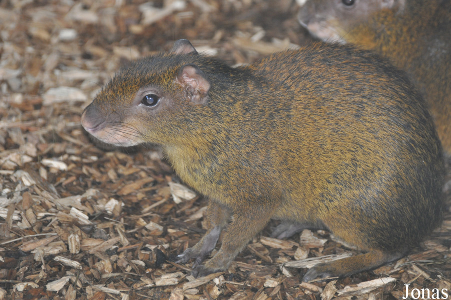 Dasyprocta punctata
