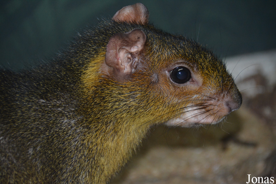 Myoprocta pratti
