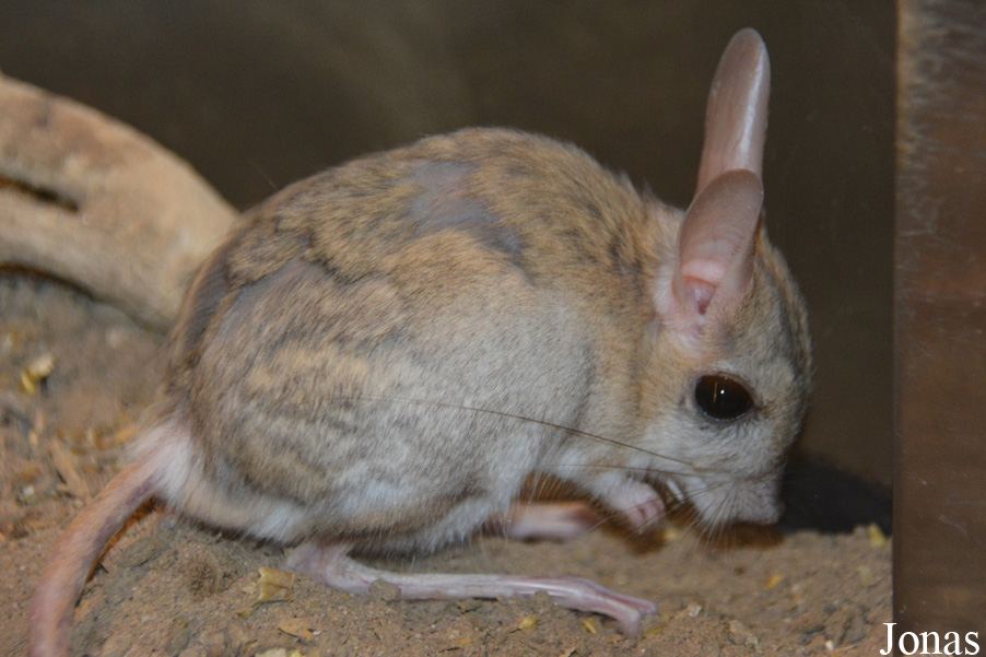 Orientallactaga sibirica
