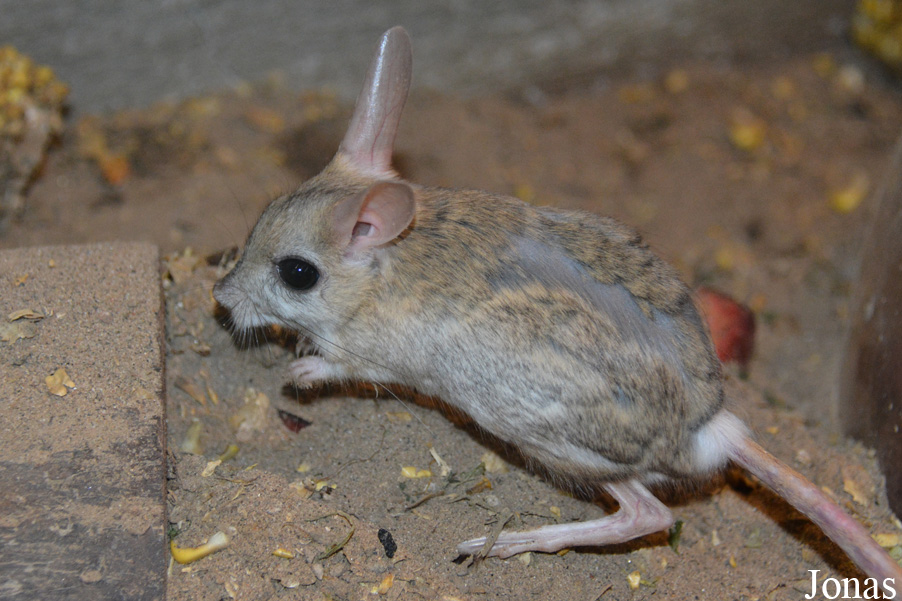 Orientallactaga sibirica