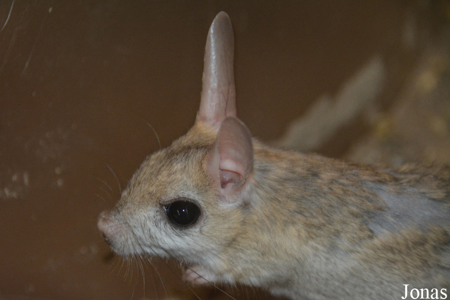 Orientallactaga sibirica