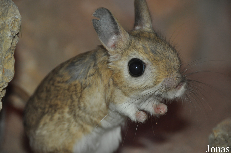 Jaculus orientalis