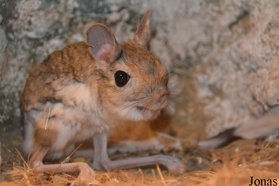 Jaculus orientalis